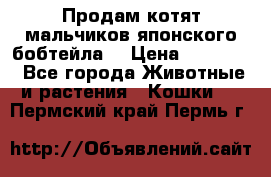 Продам котят мальчиков японского бобтейла. › Цена ­ 30 000 - Все города Животные и растения » Кошки   . Пермский край,Пермь г.